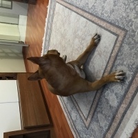 Amerikan Staffordshire Terrier, Köpek  VERA fotoğrafı