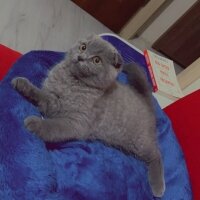 Scottish Fold, Kedi  Oscar fotoğrafı