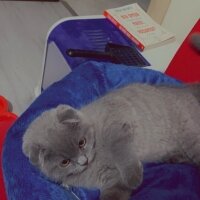 Scottish Fold, Kedi  Oscar fotoğrafı