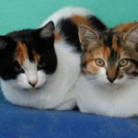 Tekir Kedi, Kedi  Lido  fotoğrafı