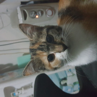 Tekir Kedi, Kedi  Lido  fotoğrafı