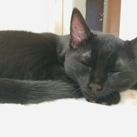 Tekir Kedi, Kedi  Sufle fotoğrafı