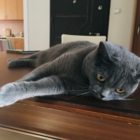 Tekir Kedi, Kedi  Sufle fotoğrafı