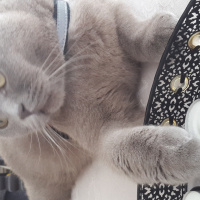 British Shorthair, Kedi  Buddy  fotoğrafı