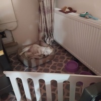 Sokö (Sokak Köpeği), Köpek  Kaju fotoğrafı
