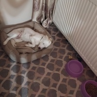 Sokö (Sokak Köpeği), Köpek  Kaju fotoğrafı