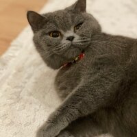 British Shorthair, Kedi  Kiraz fotoğrafı