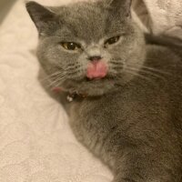 British Shorthair, Kedi  Kiraz fotoğrafı