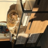 Tekir Kedi, Kedi  Hügo fotoğrafı