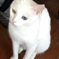 Van Kedisi, Kedi  Beyaz fotoğrafı