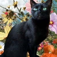 Tekir Kedi, Kedi  Gece fotoğrafı