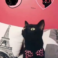 Tekir Kedi, Kedi  Gece fotoğrafı