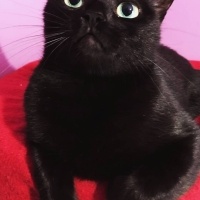 Tekir Kedi, Kedi  Gece fotoğrafı