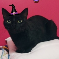 Tekir Kedi, Kedi  Gece fotoğrafı