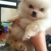 Pomeranyalı, Köpek  ice fotoğrafı