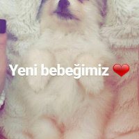 Pomeranyalı, Köpek  ice fotoğrafı