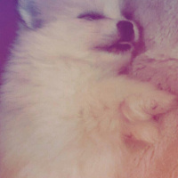 Pomeranyalı, Köpek  ice fotoğrafı