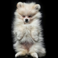 Pomeranyalı, Köpek  ice fotoğrafı