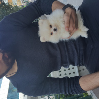 Pomeranyalı, Köpek  ice fotoğrafı