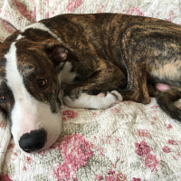 Amerikan Staffordshire Terrier, Köpek  Pax fotoğrafı