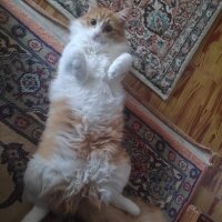 Sarman, Kedi  Ceviz fotoğrafı