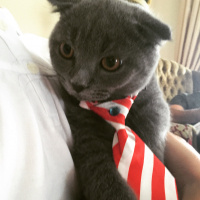 Scottish Fold, Kedi  DUMAN fotoğrafı