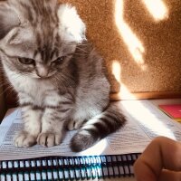 Scottish Fold, Kedi  Thor fotoğrafı