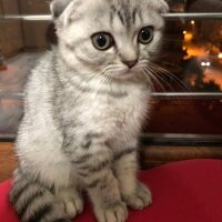 Scottish Fold, Kedi  Thor fotoğrafı