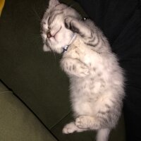 Scottish Fold, Kedi  Thor fotoğrafı