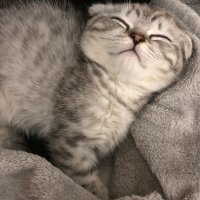 Scottish Fold, Kedi  Thor fotoğrafı