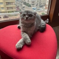 Scottish Fold, Kedi  Thor fotoğrafı