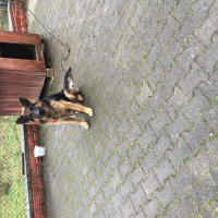 Alman Çoban Köpeği, Köpek  Ruzgar fotoğrafı