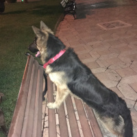 Alman Çoban Köpeği, Köpek  Ruzgar fotoğrafı
