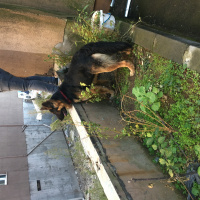 Alman Çoban Köpeği, Köpek  Ruzgar fotoğrafı