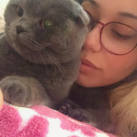 Scottish Fold, Kedi  Missy Vera fotoğrafı