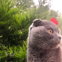 Scottish Fold, Kedi  Missy Vera fotoğrafı