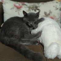 Mavi Rus, Kedi  cesur fotoğrafı