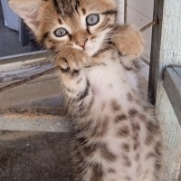Mavi Rus, Kedi  cesur fotoğrafı