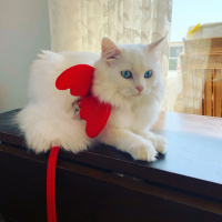 Chinchilla, Kedi  maviş fotoğrafı