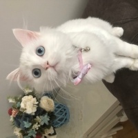 Chinchilla, Kedi  maviş fotoğrafı