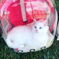 Chinchilla, Kedi  maviş fotoğrafı