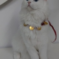 Chinchilla, Kedi  maviş fotoğrafı