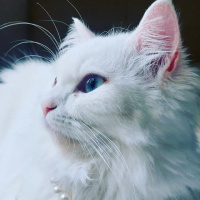 Chinchilla, Kedi  maviş fotoğrafı