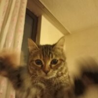 Tekir Kedi, Kedi  Misket 2 aylik oyuncu yavrumuz fotoğrafı