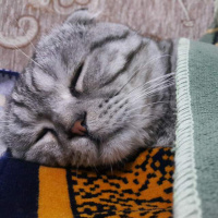 Scottish Fold, Kedi  Bulut fotoğrafı