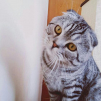 Scottish Fold, Kedi  Bulut fotoğrafı