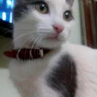 Tekir Kedi, Kedi  Şans fotoğrafı
