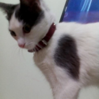Tekir Kedi, Kedi  Şans fotoğrafı
