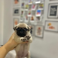 Pug, Köpek  Lila fotoğrafı