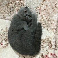 Scottish Fold, Kedi  MİSHA fotoğrafı